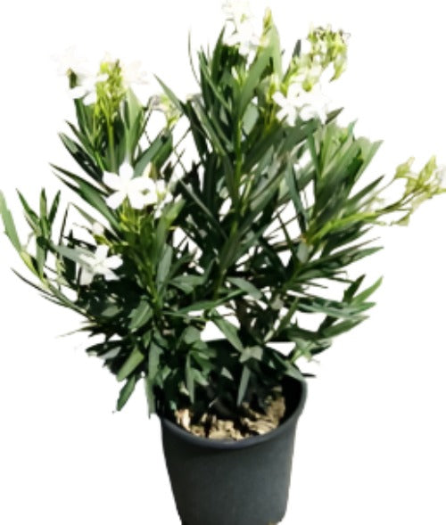 Nerium Oleander Sister Agnes Multi 5Gallon Plant Single White Outdoor