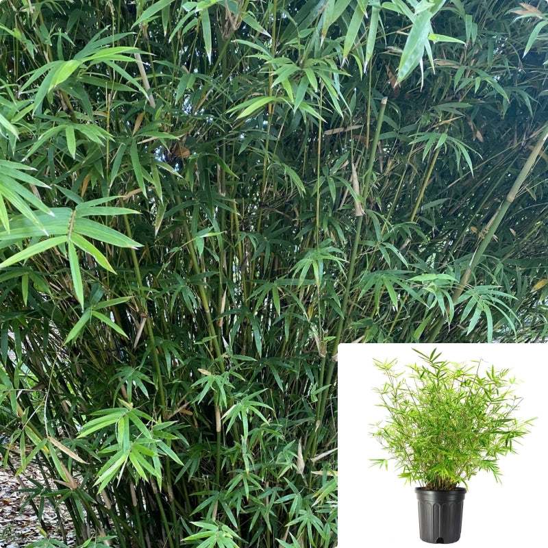 Bambusa Multi Golden Goddess 5 Gallon Bamboo Green Leaves Umbrella Fargesia  Murielae Privacy Live Plant Ht7 Best