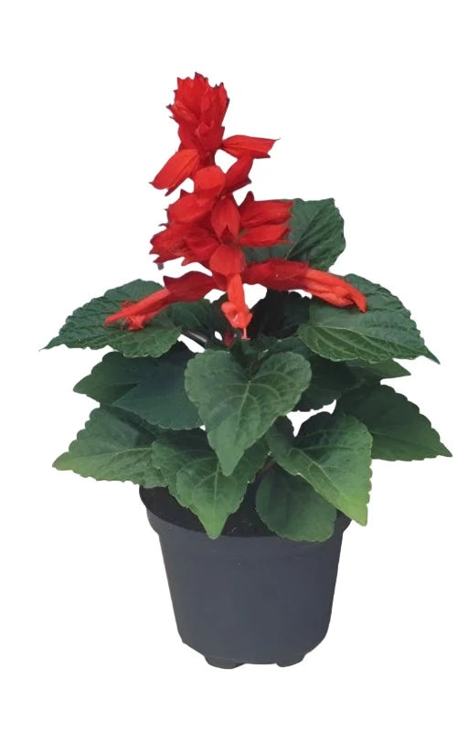 Salvia Mojave Red 4inches Plant Scarlet Sage Salvia Splendens Flower L 