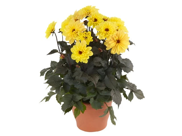 Dahlia Revelation Yellow 1 Gallon Plant Garden Dahlia Plant Flower Liv Nnplant 5758