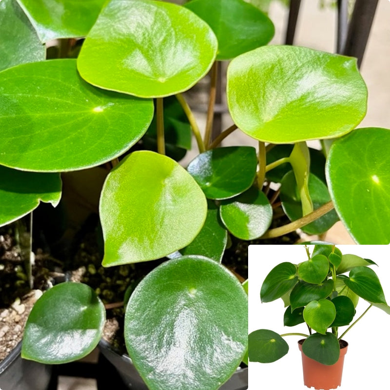 Peperomia Raindrop 12 16Inches 1 Gallon Coin Leaf Peperomia Cute