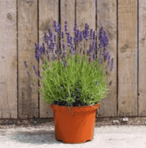 Is Lavender an Annual, Biennial, or Perennial Plant?