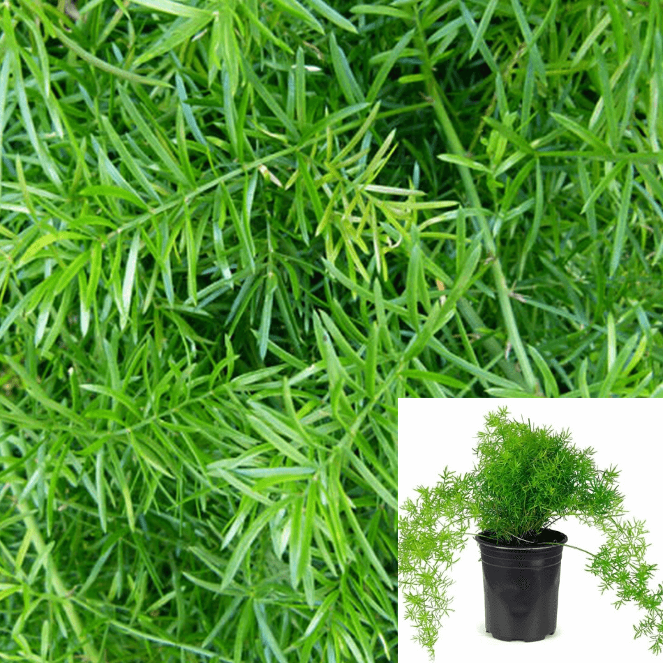 Asparagus Fern (Sprengeri)