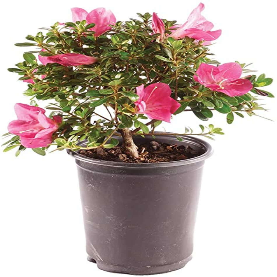 Azalea Phoenicia 3gallon Azalea Phoenicia Pink Plant Pot Rhododendron 