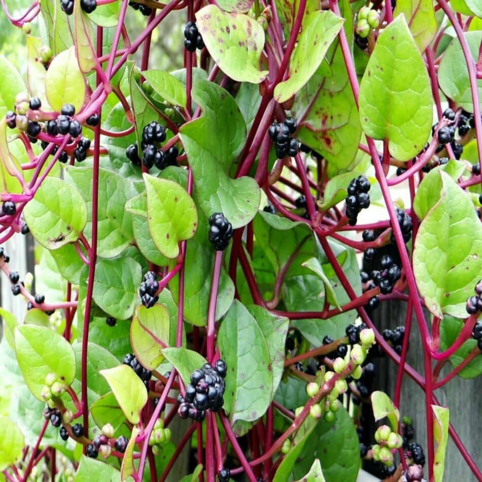 Red Stem Malabar Spinach Seeds