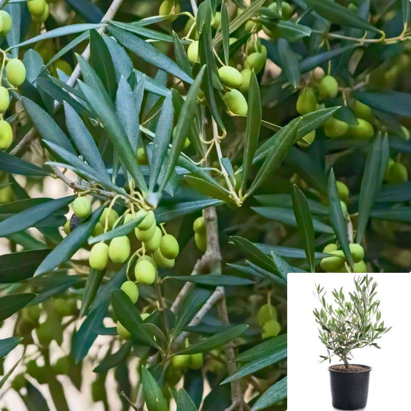 fleur ami, Olive tree - Olea europaea artificial plant 245 cm