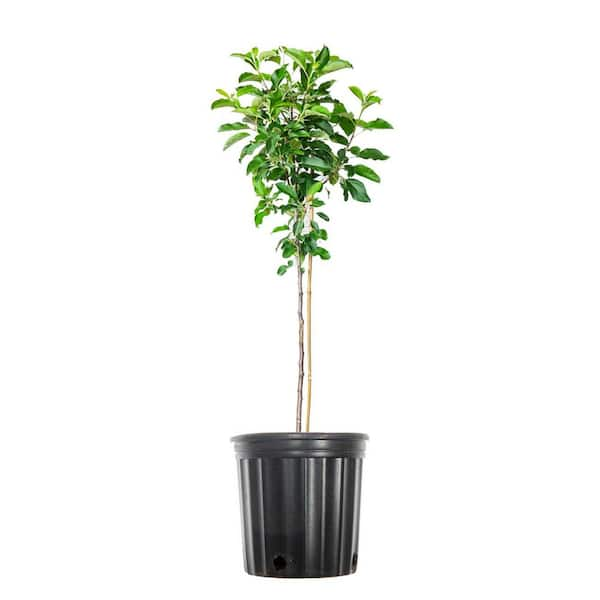 http://www.nnplant.com/cdn/shop/products/1_4ff5f62a-87e0-494d-a0c6-565d514858d9_1200x1200.jpg?v=1665561786