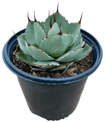 Agave Parryi Parry Agave 5Gallon Agave Parryi Parrys Agave Mescal