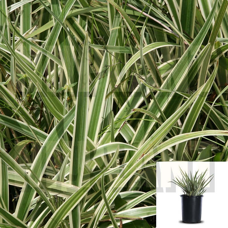 Photo of the entire plant of Flax Lily (Dianella caerulea Cassa