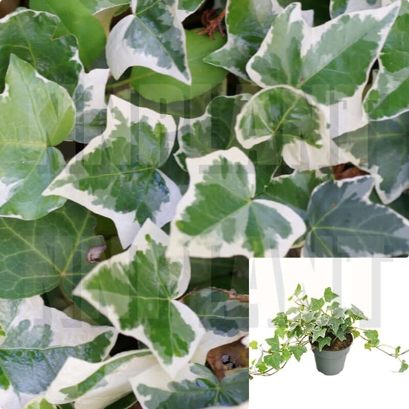 Ivy Plant English Variegated 4Inches Ivy Glacier Pot Live P NNplant