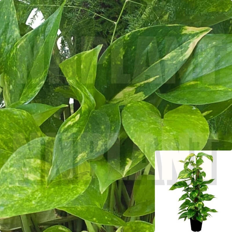 Epipremnum Pinnatum Aurea ❤️ 4 pots - Dana Plants Davao