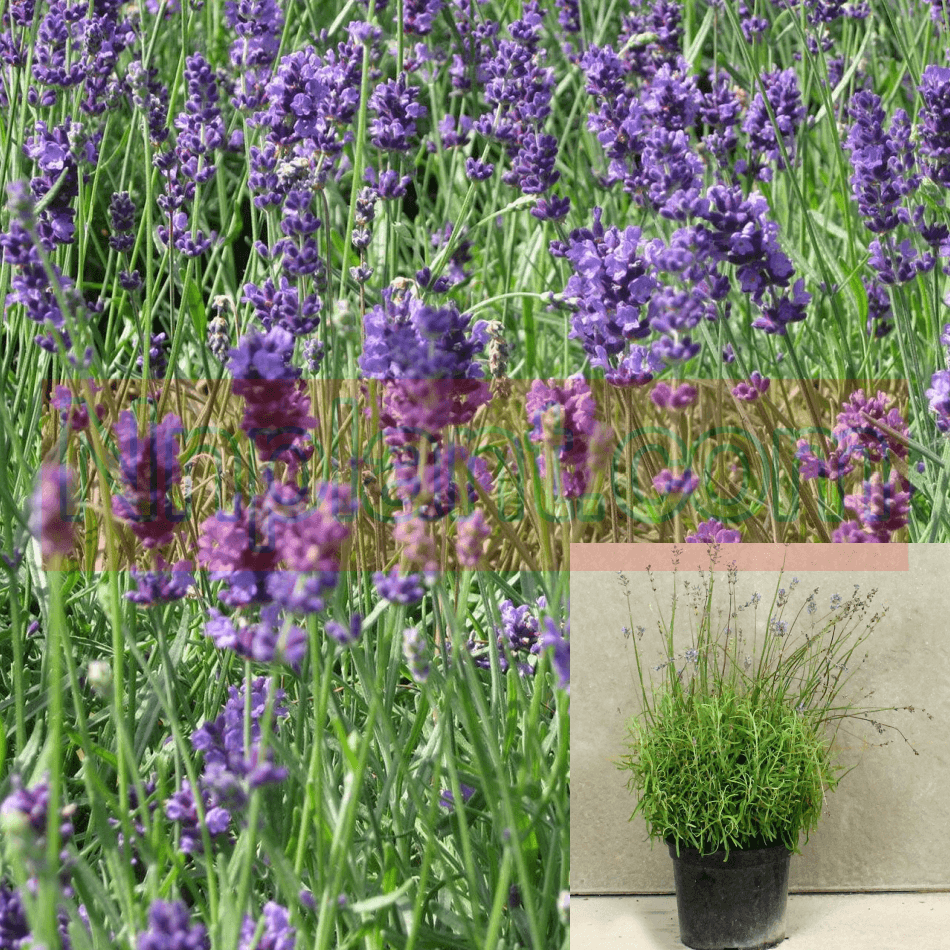 Lavandula Goodwin Creek Plant Lavandula Lavender Heterophylla