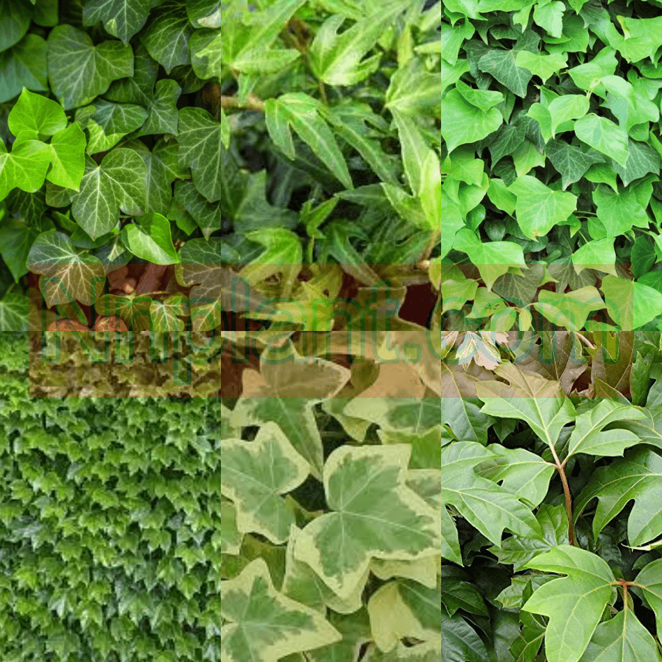 Fake Algerian Ivy Vines Variegated - Faux Ivy Vines