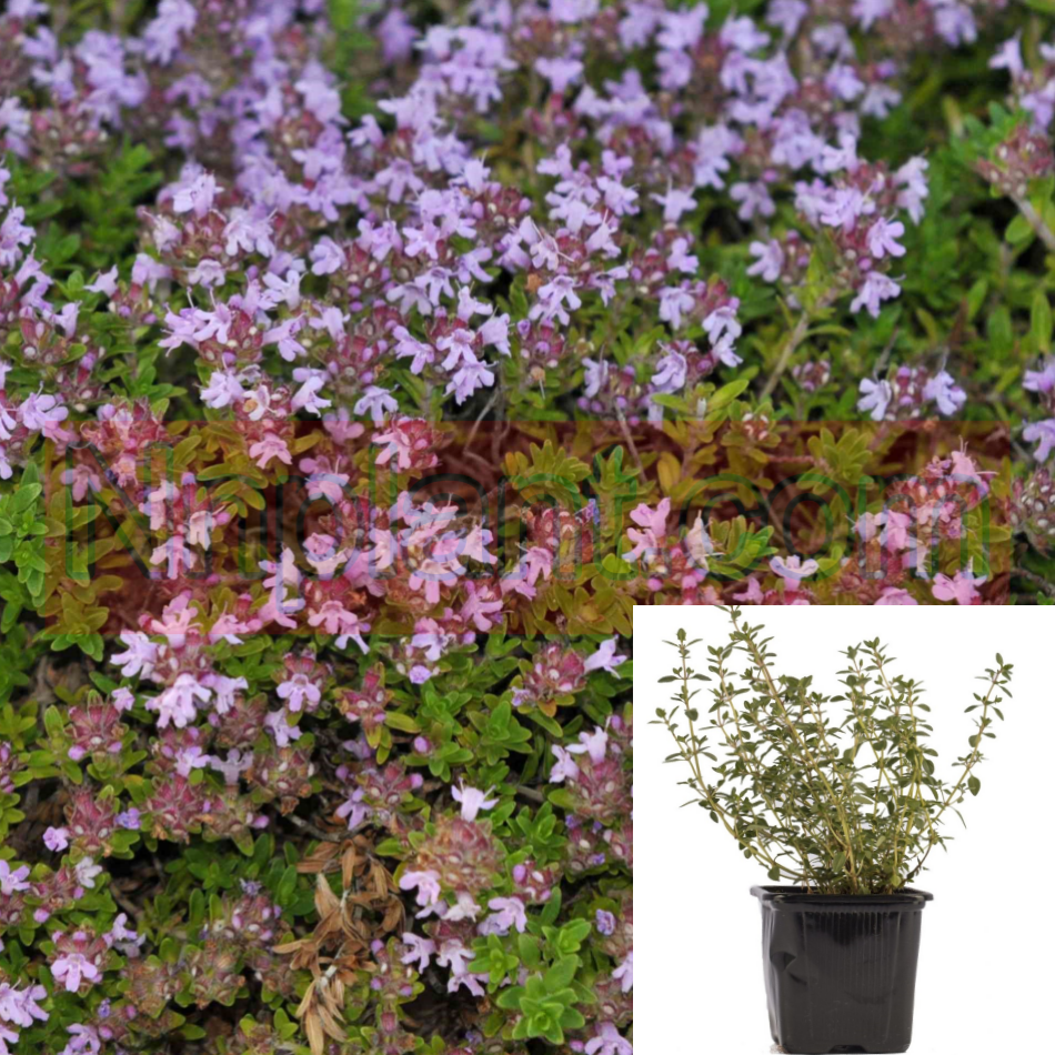 Thyme - Thymus