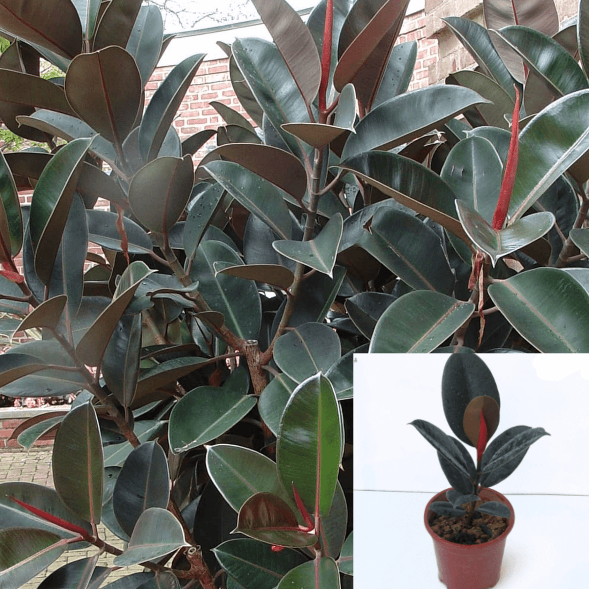 Rubber Plant (Ficus)