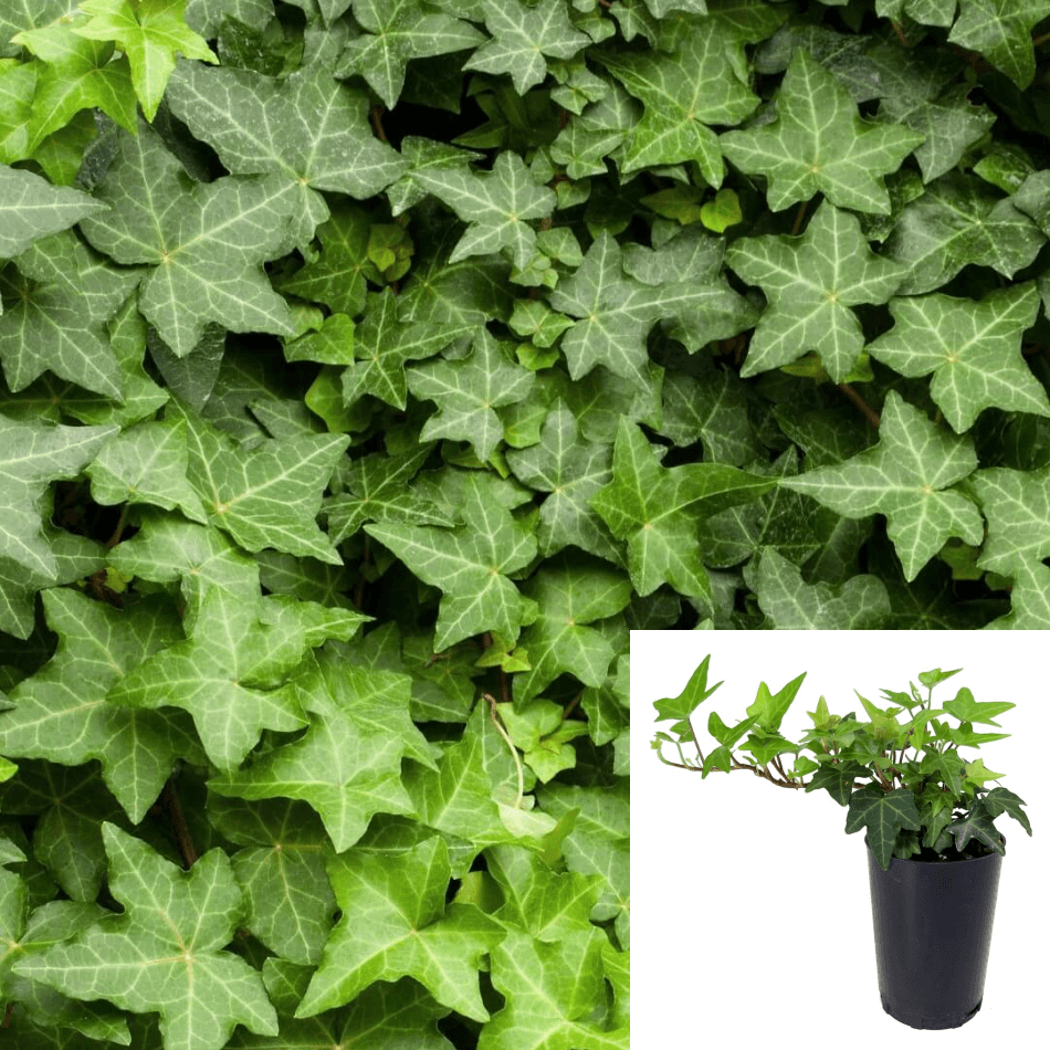 Buy house plants now Ivy Hedera 'Eva' - Hanging plant