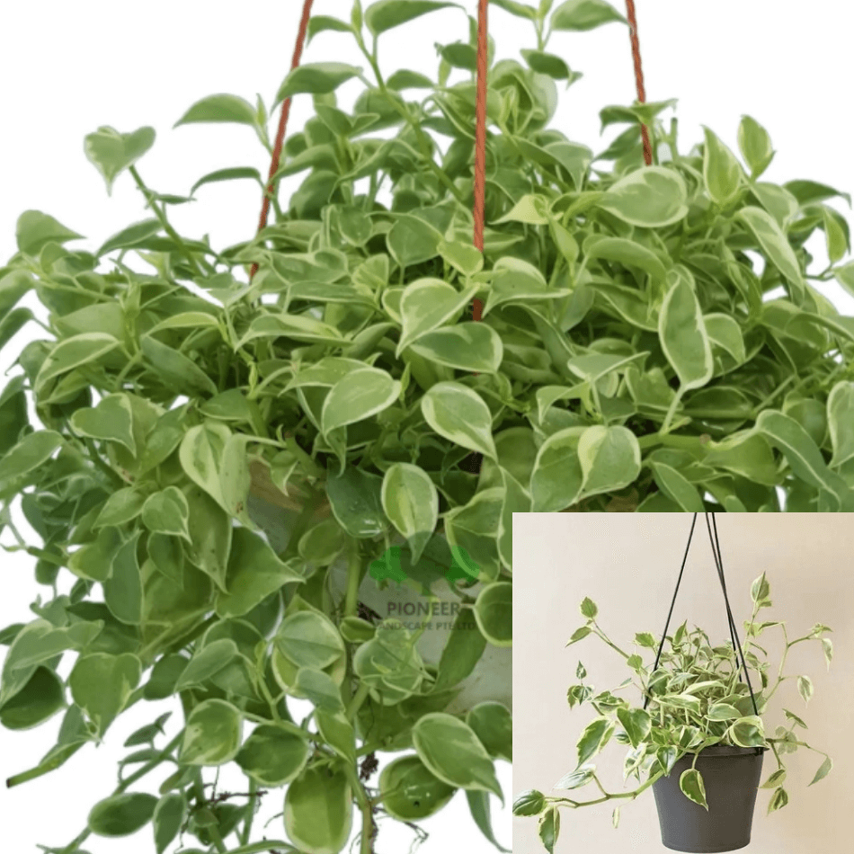 Buy Peperomia Cupid Plant, Peperomia Scandens Plant (Green)