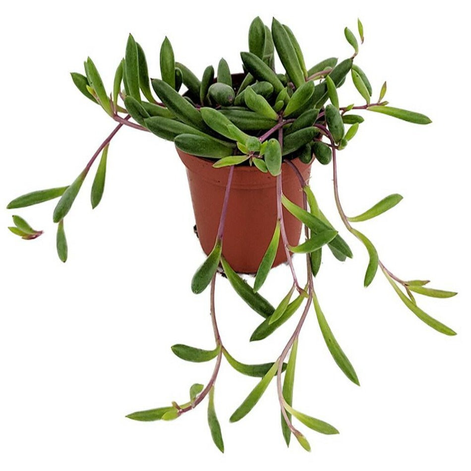 String Of Pearls Variegated Plant String Of Pearls Rare 4Inches Pot  Succulents Plant S Ht7 Best