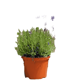 Lavandula Hidcote 1 Gallon English Lavender Shrubs Plant Outdorr Live Plant Fr7