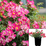 Rosa Drift Pink 2Gallon Groundcover Rose Plant Ourdoor Live Plant Gr7