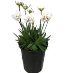 Armeria Dreameria Dream Clouds 1Gallon Plant Thrift Plant Sea Pinks Plant Sea Pinks Dreameria Sweet Dreams Plant Flower Live Plant Ho7