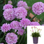 Armeria Dreameria Sweet Dreams 1 Gallon Plant Sea Pinks Thrift Flower Live Plant Ho7