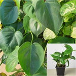 Heart Leaf Philodendron Cordatum vine hanging 4 inches best house Live Plant Ht7