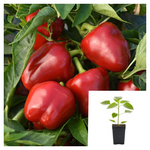 Pepper Super Chili Peppers Plant 1Gallon Capsicum Annuum Red Live Plant Pv7Ht7 Best
