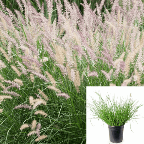 Pennisetum Hameln 5Gallon Alop Dwarf Fountain Grass Live Plant Fr7