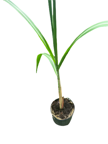 Sugar Cane 1 Gallon Edible Sweet Black Saccharum Sugarcane Tree Officinarum Veggies Live Plant Ht7 Best