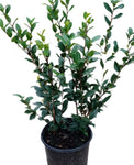 Camellia Hybrid Taylors Perfection 3Gallon Plant Forest Flower Live Plant Ho7