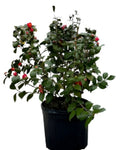 Camellia Ace Hearts 7Gallon Plant Japonica Of Flower Live Plant Ho7