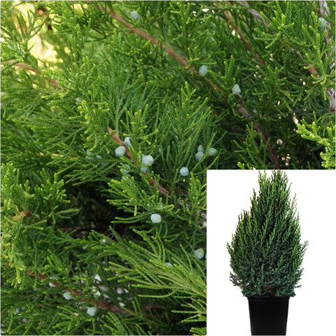 Juniperus Chinensis Green Juniperous Upright Plant Sea 5 Gallon Ht7 Best