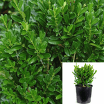 Euonymus Green Spires 4 inches Plant Japanese Euonymus Plant Japonicus Spire Plant Live Plant Outdoor Ht7