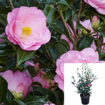 Camellia Nuccios Pearl 3Gallon Plant Flower Live Plant Ho7