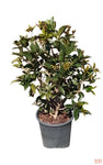 Osmanthus Fragrans 5 Gallon Sweet Olive Plant Tree Form Plant Pot Outdoor Live Plant Mr7 Best Ht7