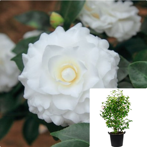 Camellia Ragland Supreme 7Gallon Plant Flower Live Plant Ho7