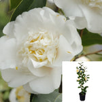 Camellia Shiro Chan 3Gallon Plant Japonica Hardy Chinese Ash Flower Live Plant Ho7