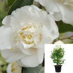 Camellia Shiro Chan 7Gallon Plant Japonica Hardy Chinese Ash Flower Live Plant Ho7