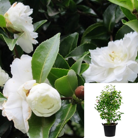 Camellia Sasanqua Silver Dollar 7Gallon Plant Peony Form White Flowers Flower Live Plant Ho7