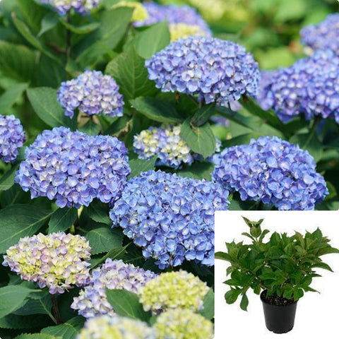 Hydrangea Blue Jangles 3Gallon Bigleaf Lets Dance Lovable Flower Gr7 Live Plant