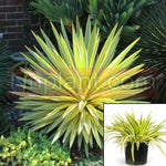 Yucca Elephantipes 5 Gallon Plant Spineless Giant Live Plant Outdoor Ht7