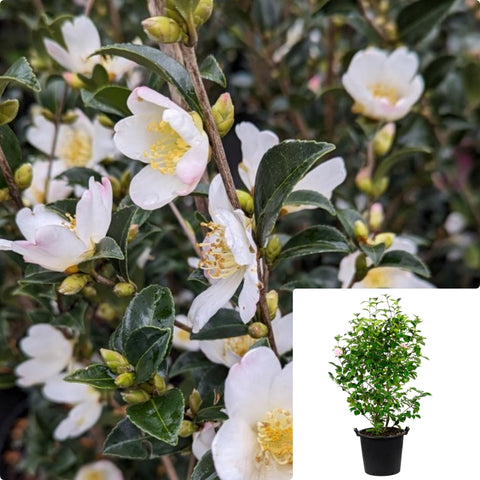 Camellia Sasanqua Starry Pillar 7Gallon Plant Eyes Flower Live Plant Ho7