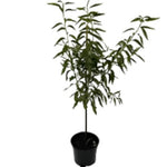 Fruit All In One Almond Plant 5 Gallon Grafted Fruting Prunus Dulcis Outdoor Tree Live Plant Ht7