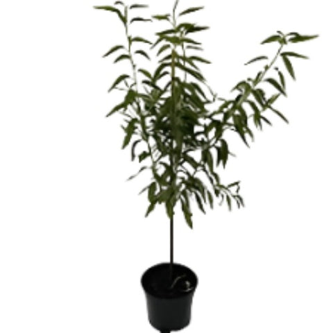 Fruit All In One Almond Plant 5 Gallon Grafted Fruting Prunus Dulcis Outdoor Tree Live Plant Ht7