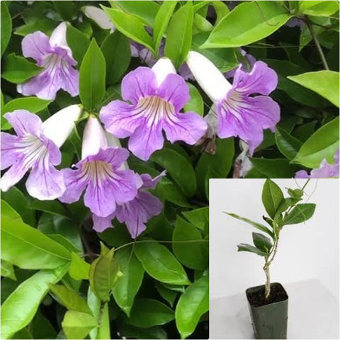 Clytostoma Callistegioides 4 inches Purple Violet Trumpet Vine Espalier Live Plant Ht7