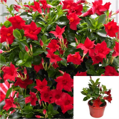 Mandevilla Red 4inches Dipladenia Vine Plant Flower Outdoor Live Plant Ht7