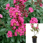 Lagerstroemia Fe Plum Magic 3Gallon Pink Flowers Japanese Crape Myrtle Tree Live Plant Ho7