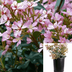 Rhaphiolepis Indica Bay Breeze 5Gallon Indian Hawthorn Shrubs Flower Mr7 Live Plant