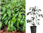 Ficus Benjamina Green 6Inches Plant Weeping Fig Java Willow Indoor Live Plant Ht7